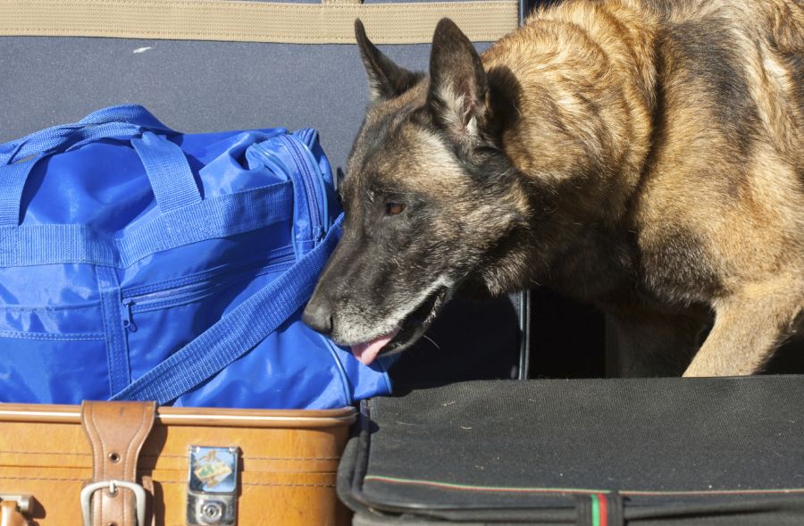 Spürhund auf der Suche nach Explosivstoffen